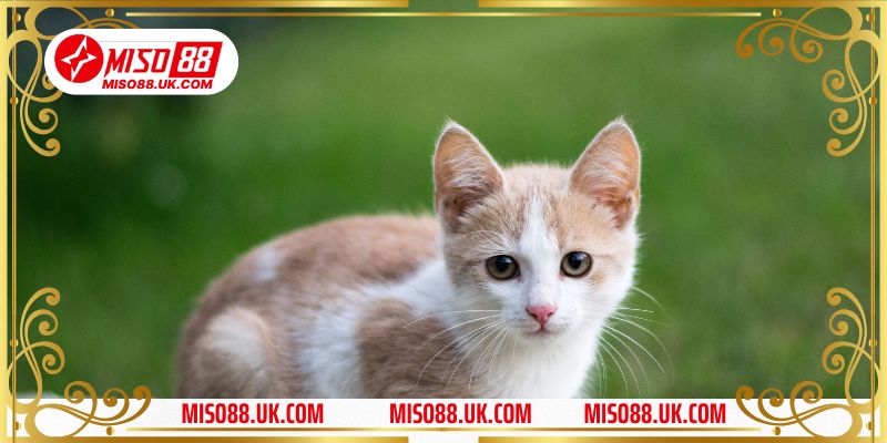 mơ thấy 2 con mèo đánh con gì